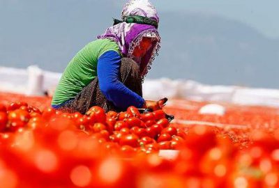 Domatesten ekonomiye 12,7 milyar liralık katkı