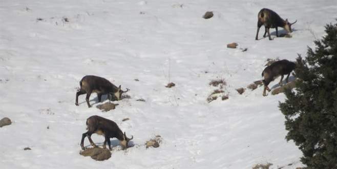 Erzincan’da çengel boynuzlu dağ keçisi görüntülendi