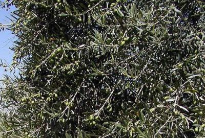 Ekonomiye 1,5 milyon ‘yabani zeytin’ kazandırılacak