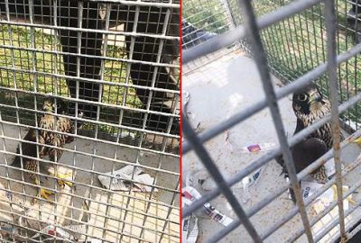 Yırtıcı kuşu satmak isterken yakalandı