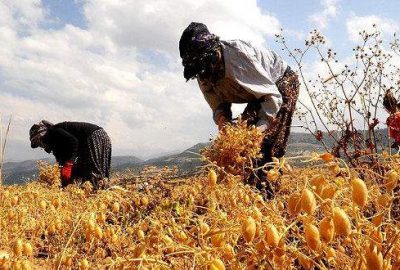 Tarlada fiyatı en çok artan ürün ‘nohut’ oldu