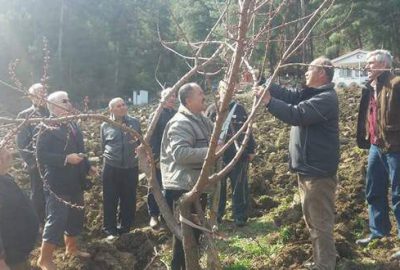Çiftçilere ağaç budama kursu