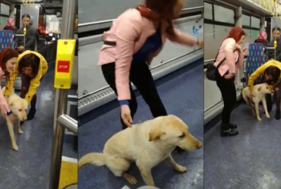 Yağmurdan kaçan köpek belediye otobüsüne böyle sığındı