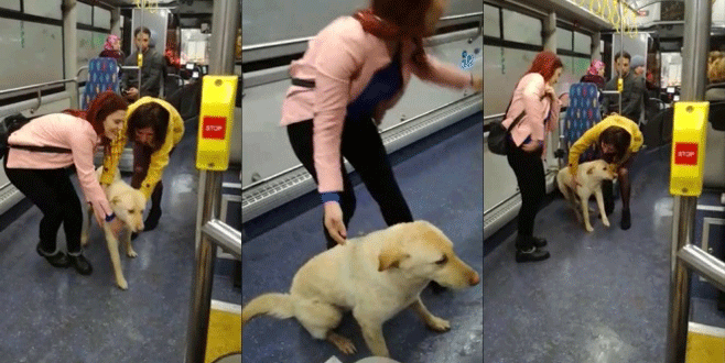 Yağmurdan kaçan köpek belediye otobüsüne böyle sığındı