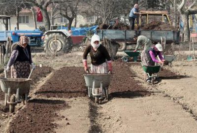 Biber üreticisinden umutlu başlangıç
