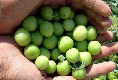 Kilosu 300 liradan alıcı buldu