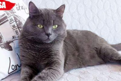 Firari kediyi bulana ödül var