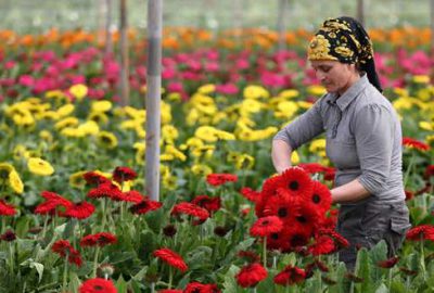 Karanfilde yasak kalktı, çiçekçi umut tazeledi