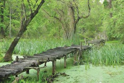 Karacabey Longoz Ormanları turizme kazandırılıyor