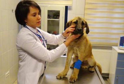 ‘Kuyu Köpek’ müşahede altında