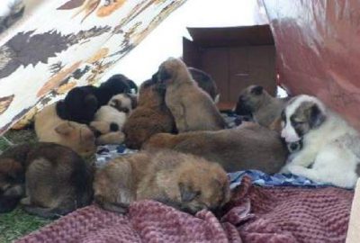Orhangazi’de 53 yavru köpeğe belediye sahip çıktı