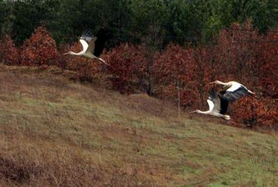 Bursa’nın göçmen misafirleri geldi