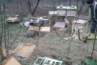 Kış uykusundan uyandı, arı kovanlarını parçaladı