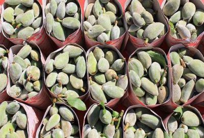 Dalında 10, tezgahta 50 lira