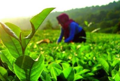 Organik tarım desteği başvurularında son gün 24 Mart