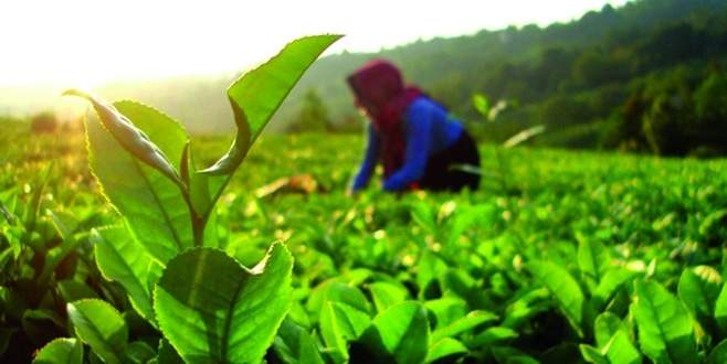 Organik tarım desteği başvurularında son gün 24 Mart