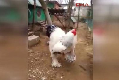 Devasa horoz görenleri şaşırtıyor