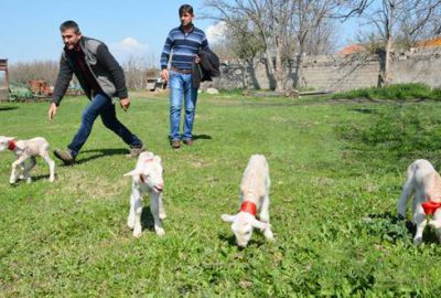 Bursa’da bir koyun dördüz doğurdu