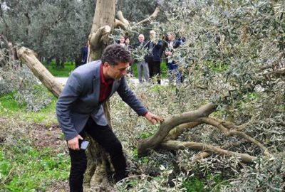 Sarıbal’dan zeytin ağacı kesimine tepki