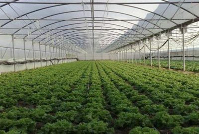 Örtü altı tarım üretiminde artış