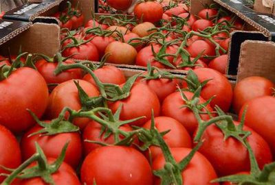 Domates Rusların cebini yakıyor