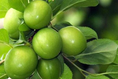 Erik 30 liraya düştü