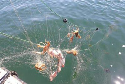 İznik Gölü’nde kaçak avcılığa geçit yok