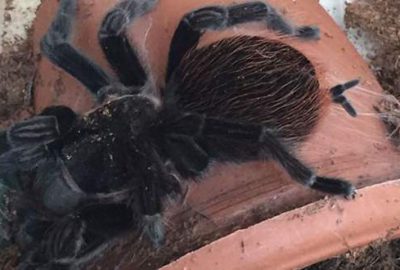 Terör operasyonunda tarantula şoku