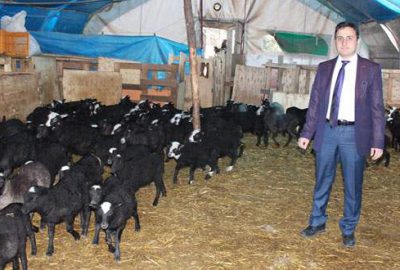 Üreticiye Romanov koyunu önerisi