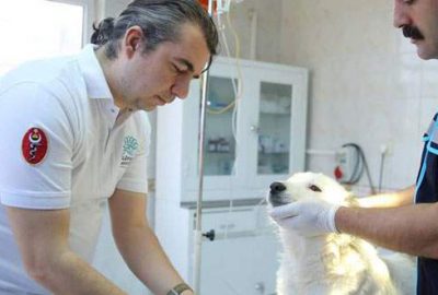 Nilüfer’den can dostlarına beş yıldızlı sağlık hizmeti