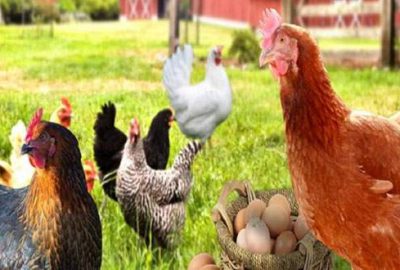 Beyaz et ve yumurtada kriziden çıkış yolu: Gezen tavuk