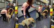 Yağmurdan kaçan köpek belediye otobüsüne böyle sığındı