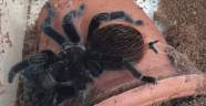 Tarantula operasyonu