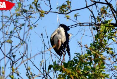 Bursa’da ağaçta asılı kalan leyleğe kurtarma operasyonu