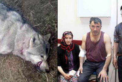 Köye inen aç kurt dehşeti: 4 yaralı