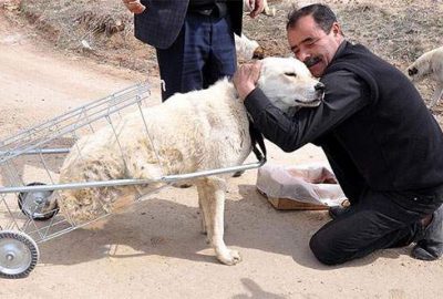 Kırıkkale'de bir hayvansever, araç çarpması sonucu yaralanan ve arka ayakları