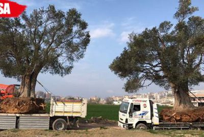 Asırlık zeytin ağaçları yeni yerlerine taşındı