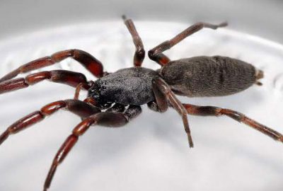 Örümcek ısırdı bacaklarını kaybetti