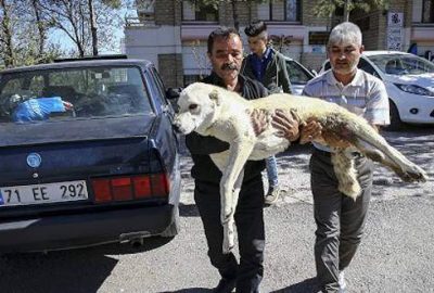 Kırıkkale'de araç çarpması sonucu arka ayakları tutmayan ve bir vatandaşın