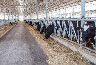 Hayvancılık işletmeleri şehir dışına alınıyor