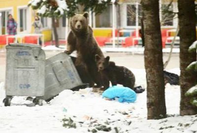 Bursa’da kış uykusundan uyanan ayı ailesi böyle görüntülendi