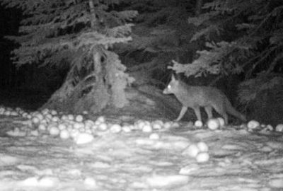 Uludağ’ın yaban hayatı fotokapanlarla görüntülendi