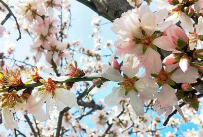 Bursa Ovası’nda yüzler gülüyor