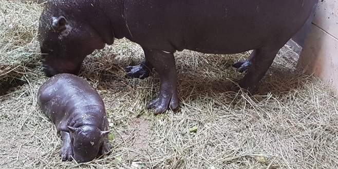 Yavru cüce su aygırı ‘Mela’ dünyaya geldi
