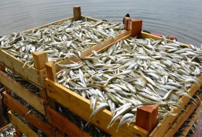 İznik Gölü’nde gümüş balığı sezonu açıldı