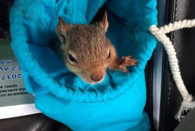 Sincap şebekesine darbe