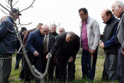 Bursalı incir üreticilerine budama eğitimi