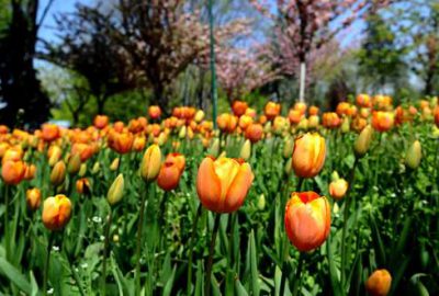 Bursa’da 5 milyon lale açtı