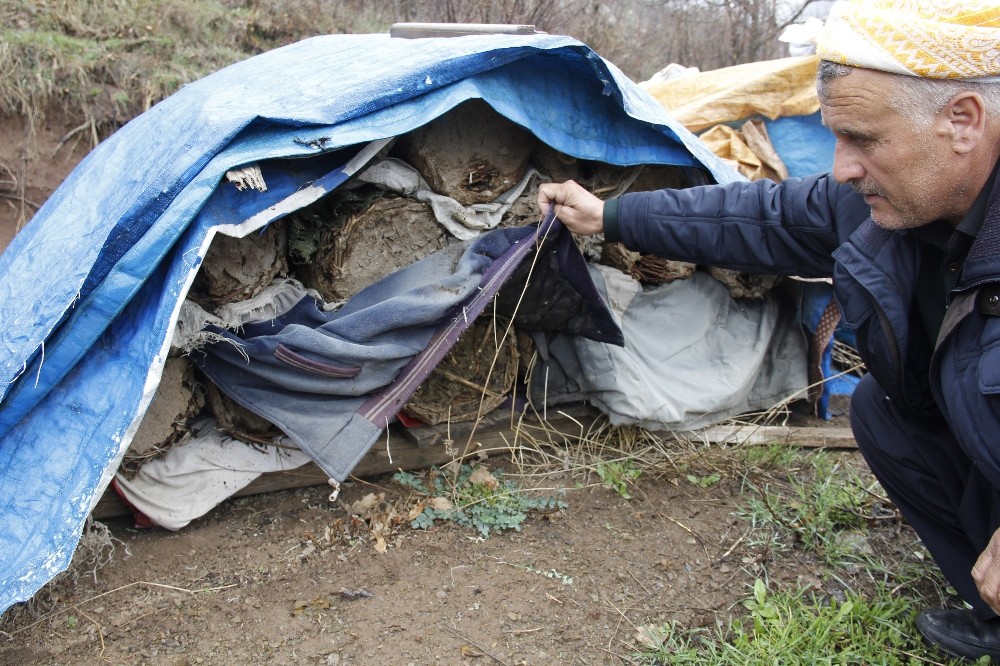 Şemdinli’de arı ölümleri