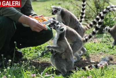 Bursa Hayvanat Bahçesi yavrularla şenlendi